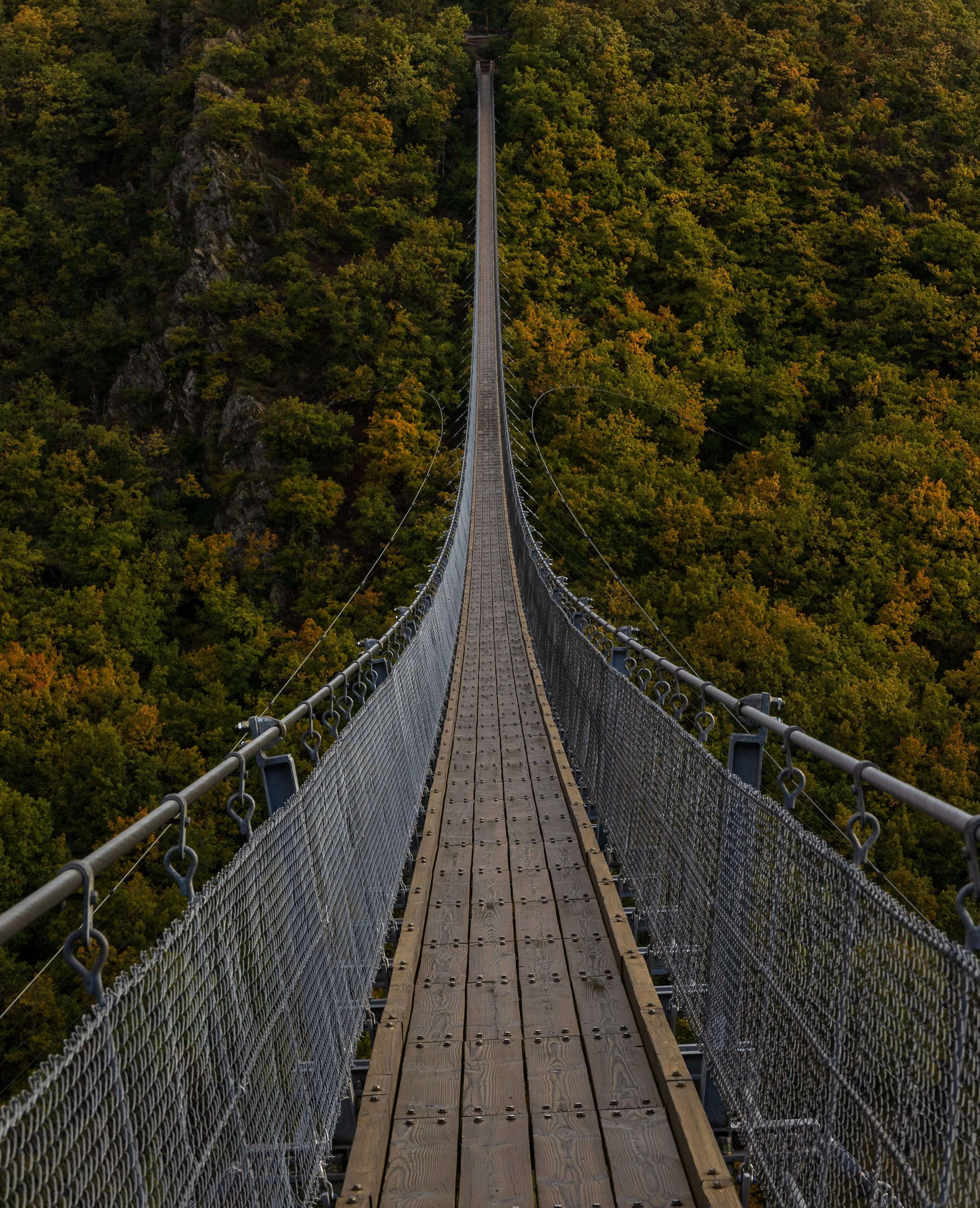 bridge on the forest